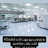 تکنسین آزمایشگاه کشت بافت گیاهی