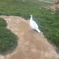 بقلمون ماده