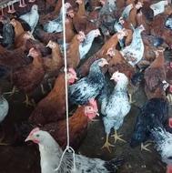 فروش نیمچه خروس و نیمچه مرغ