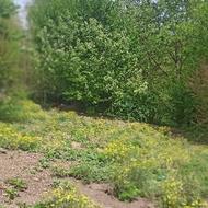 زمین خانه سری