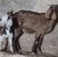 .بزشکماواچپیشبابزغاله ماده