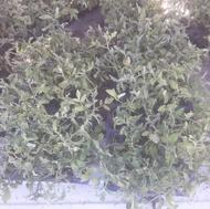 نهال گوجه درجه یک قیمت مناسب