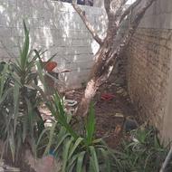 فروش و معاوضه خانه 115 متری
