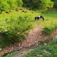 گاو آبستن فروشی