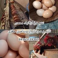 تخمه مرغ ارگانیک محلی