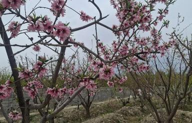 زمین باغی قدیمی