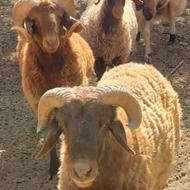 گوسفند بره گوشت