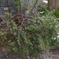بنسای غول خرفه