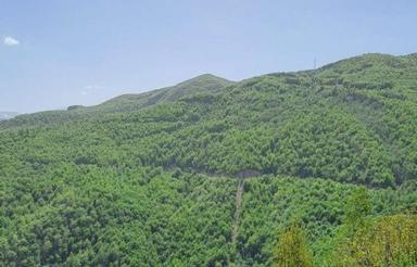 فروش ویلای جنگلی