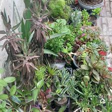 تعداد زیادی گل و گیاه 600