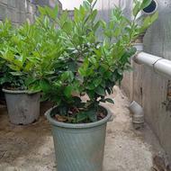 یاس هلندی زیبا و پر