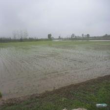 7000متر شالیزاری 300متری جاده قائم شهر کیاکلا