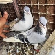یه جفت کبوتر ساده