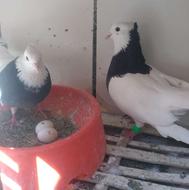 کبوتر طوقی نر و ماده