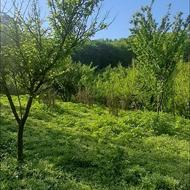 زمین با موقیعت عالی برای سرمایه‌گذاری