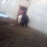 قوچ افشار مهربان به شرت
