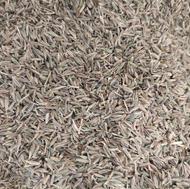 زیره سبز بوجاری شده تمیز