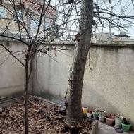 خریدار چوب و درختان باغی