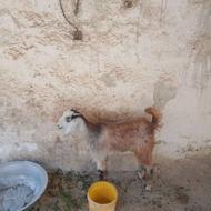 دوستان گم شده در سطح شهر
