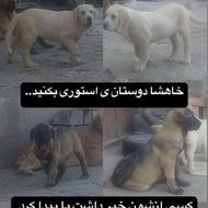 سگ گمشده (سرابی پژدر افغان پیتبول ژرمن پامر طوطی هلندی خرگوش