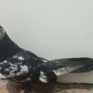 کبوتر ماده نسل دار