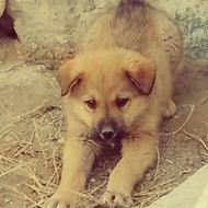توله سگ سرابی واگذاری