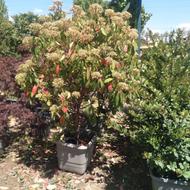 کاشت گل وگیاه تعزین محوطه