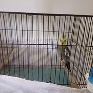 طوطی عروس نر ابلق