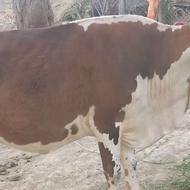گاو فروشی گاو ماده 5ماه