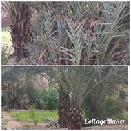 باغبانی نخل