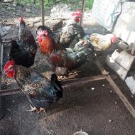 خروس 2کیلو بالا