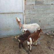 بره دوقلو مار گوسفند وره نر