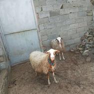 بره گوسفند آبستن شیرکر