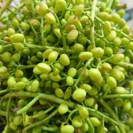 بنچه بنه سبز برای ترشی