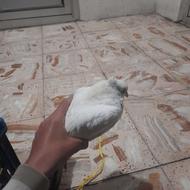کبوتر کاکل