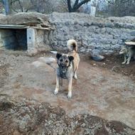 واگذاری سگ سرابی گله