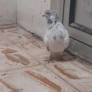 دو عدد کبوتر کاکل