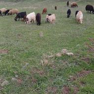 بز جوان تکه