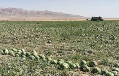 دوحلقه چاه آب به همراه 30 هگتار زمین کشاورزی