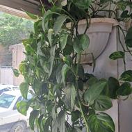 دوعددگل پتوس دیواری ابلغ و برگ انجیری