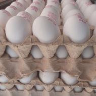 عرضه تخم مرغ تیراژ نیسانی