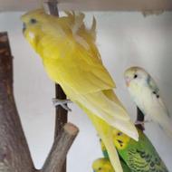 مرغ عشق پروانه ای سه گل فول