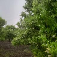 فروش زمین کشاورزی 300 متر در طالار پشت