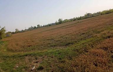 فروش ویلا 1050 متر در جاده لشت نشا