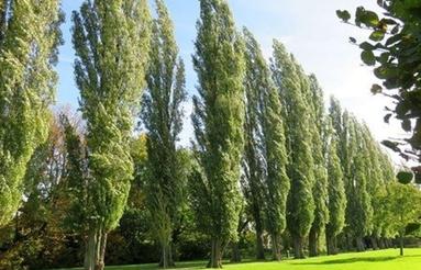 زمین به مساحت 1015 مترمربع