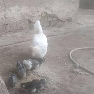 مرغ گلین با جوجه