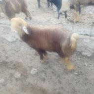 فروش شش راس بره نر نژادی و گوشتی