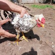 فروش خروس گلین اصیل