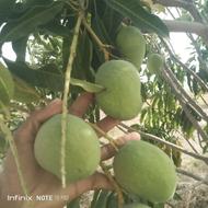 فروش انبه بصورت عمده و خورده بفروش میرسد