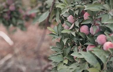 900 متر منزل مسکونی کف کرسی